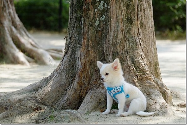 XC50-230mmで子犬を撮る