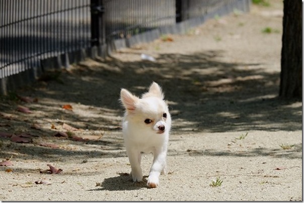 XC50-230mmで子犬を撮る