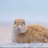 うさぎを可愛く写真に撮る(広島 大久野島のうさぎ達)