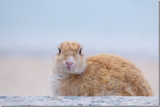 うさぎを可愛く写真に撮る(広島 大久野島のうさぎ達)