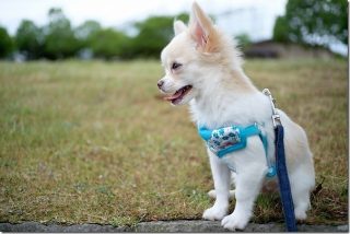 7artisans 25mm F1.8で子犬を撮影レビュー