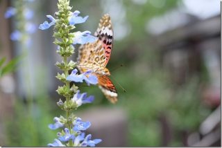 7artisans 25mm F1.8の解像度