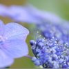 XF80mm F2.8 マクロレンズをレビュー(XF90mmと比較)