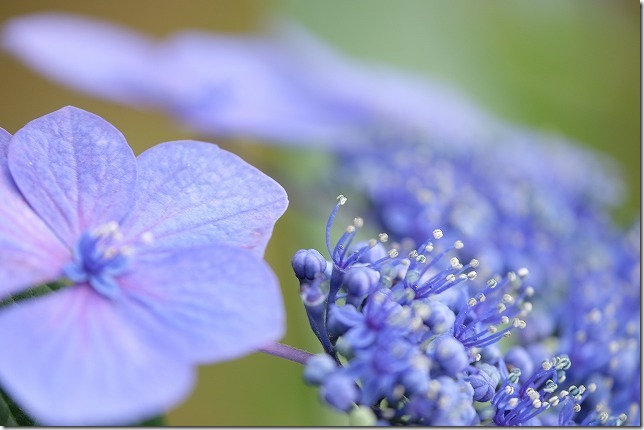 フジノンレンズ、XF80mmF2.8、マクロレンズで紫陽花 フジノンレンズ、XF80mmF2.8、マクロレンズで紫陽花