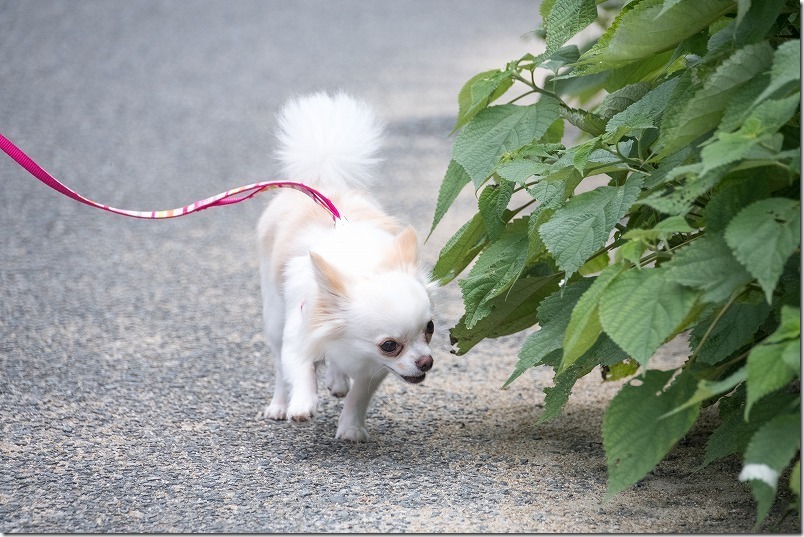 SIGMA18-200mmのテレ側レビュー SIGMA18-200mmのテレ側レビュー、犬
