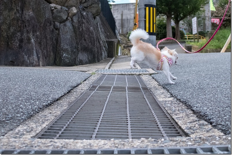 X-T2とSIGMA18-200mmで犬のジャンプの瞬間を連射で撮影