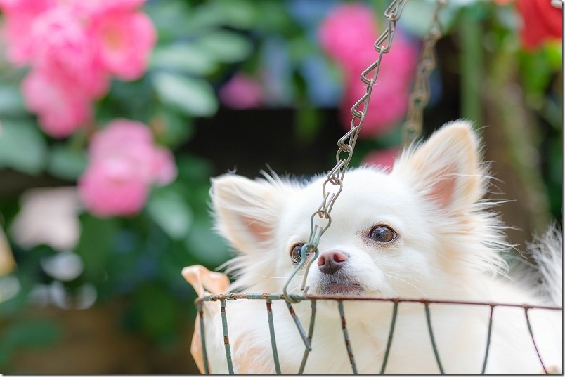 中望遠レンズで犬と薔薇を撮る,XF90mm