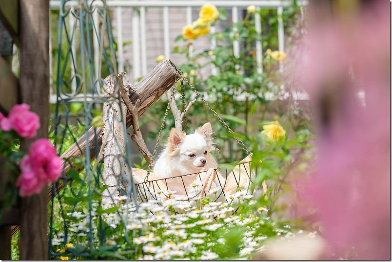 中望遠レンズで犬と薔薇を撮る,XF90mm