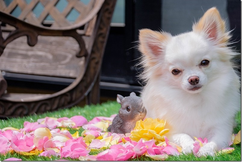 便利ズームで犬と薔薇を撮る,SIGMA18-200mm