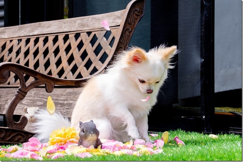 便利ズームで犬と薔薇を撮る,SIGMA18-200mm