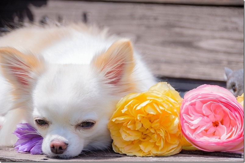 便利ズームで犬と薔薇を撮る,SIGMA18-200mm