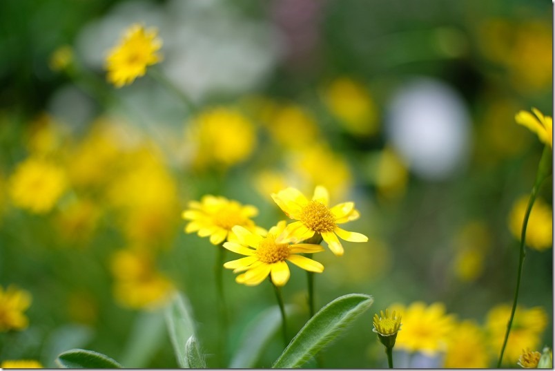 小さな花を七工匠（7artisans）の25mm f1.8で撮ってみる、ぼけ