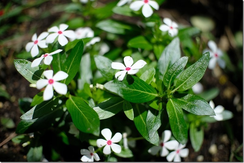 小さな花を七工匠（7artisans）の25mm f1.8で撮ってみる