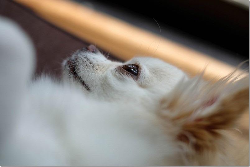 FUJIFILM,XF35mm,F1.4で犬を撮影レビュー