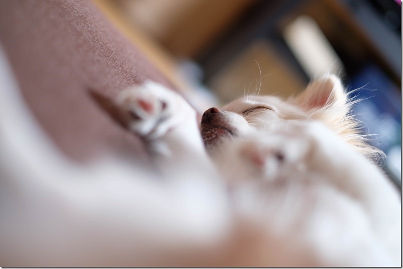 FUJIFILM,XF35mm,F1.4で犬を撮影レビュー