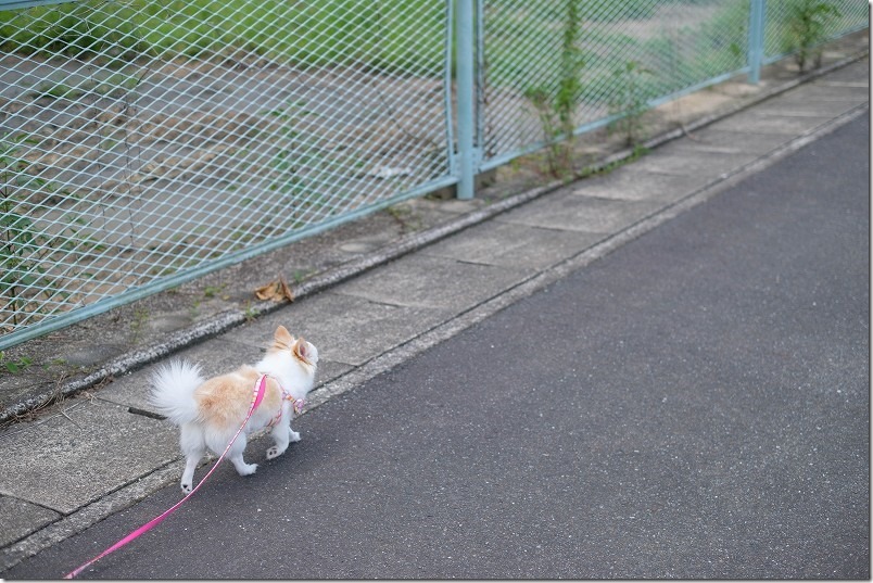 FUJIFILM,XF35mm,F1.4で犬を撮影レビュー