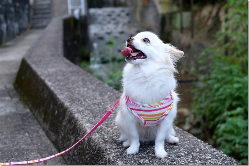 犬撮影レビュー　XF35mmF1.4 R