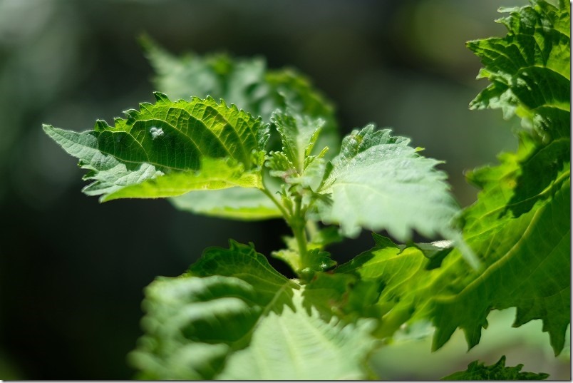 FUJIFILM,XF35mm,F1.4でスナップ撮影レビュー、植物、葉っぱ