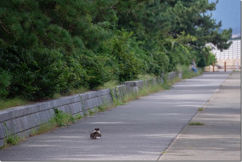 福浜海岸・伊崎漁港の佇む猫 福浜海岸・伊崎漁港の佇む猫