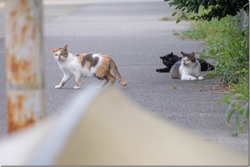 福浜海岸・伊崎漁港で顔見の猫