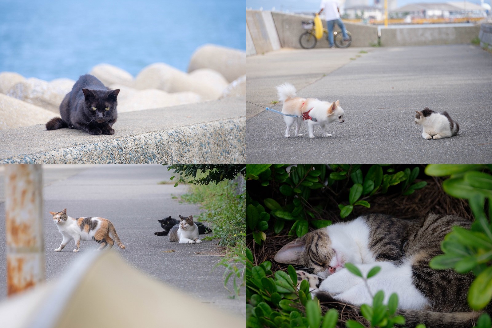 福浜海岸～伊崎漁港周辺の猫達の写真