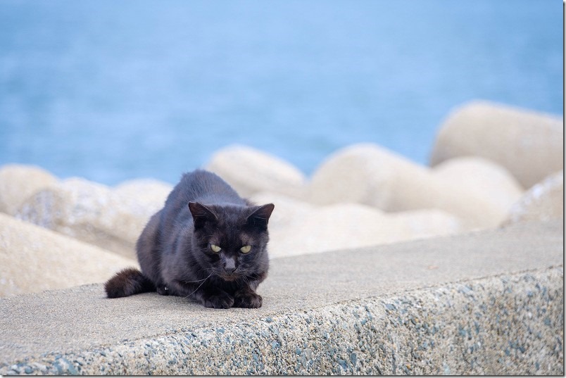 福浜海岸・伊崎漁港の黒猫