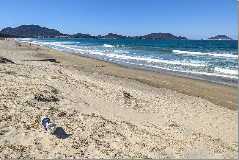 google,pixel5aで犬と海を撮影,超広角レンズ