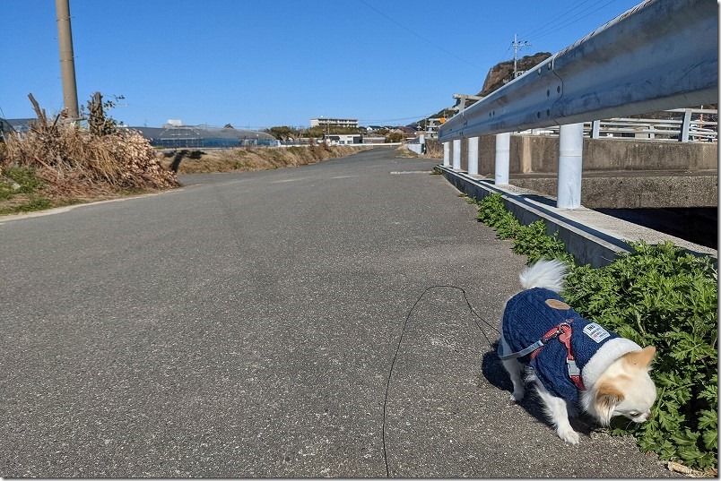 google,pixel5aで犬と海を撮影,超広角レンズ