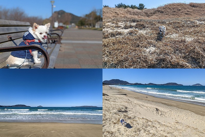 google pixel5aで犬や海を撮影、カメラレビュー