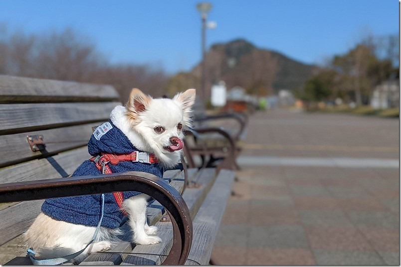 google,pixel5aのポートレートモードで犬を撮影