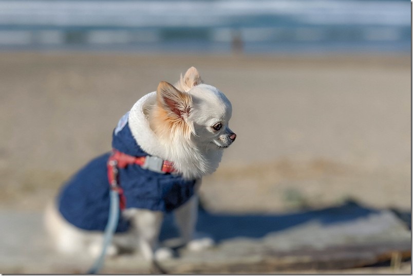 google,pixel5aのポートレートモードで犬を撮影、ちょっとへん