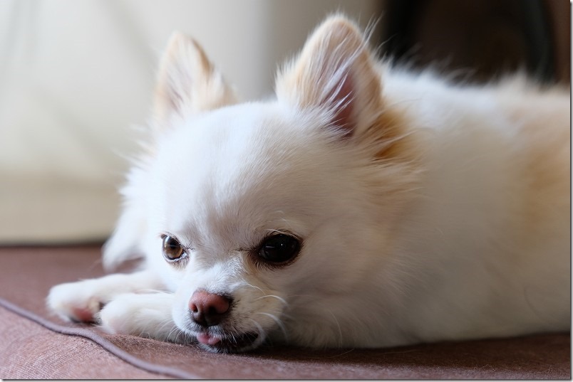 tamron,17-70mm,f2.8,xマウント,犬、ペット撮影,作例 tamron,17-70mm,f2.8,xマウント,犬、ペット撮影,作例