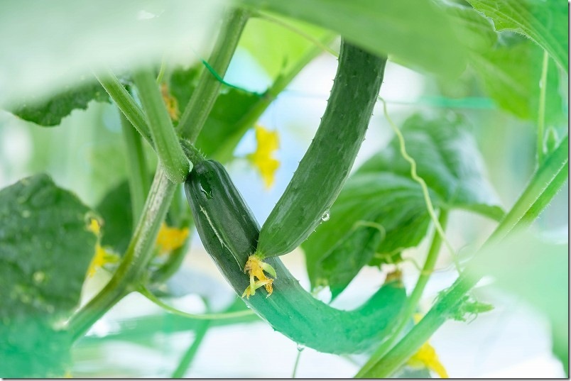 XF60mm 野菜を撮影レビュー きゅうり【ボケ味】