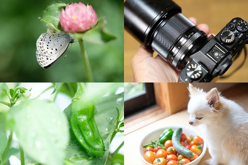 FUJIFILM XF60mm F2.4 Macro 撮影レビュー【花 野菜 犬 ペット】