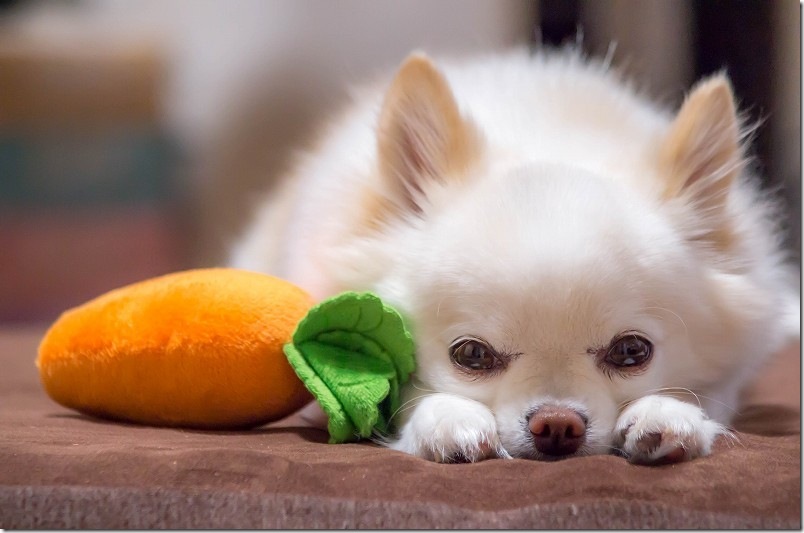 PENTAX K30 と FA 80-320mm 撮影レビュー ペットの犬