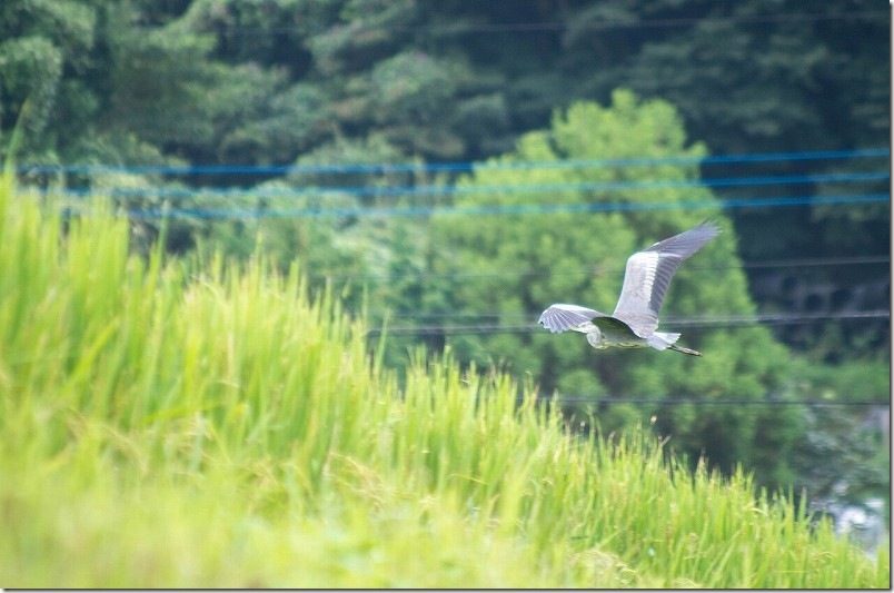 PENTAX K30 と FA 80-320mm 撮影レビュー 動体撮影 飛ぶ鳥