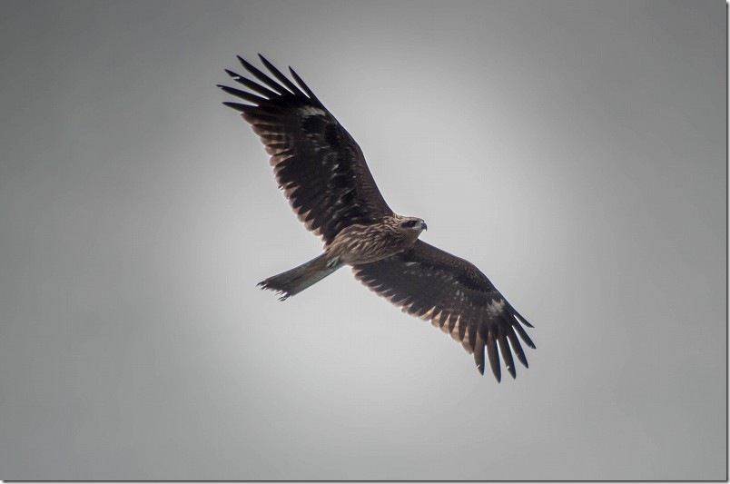 PENTAX K30 と FA 80-320mm 撮影レビュー 動体撮影 飛ぶ鳥