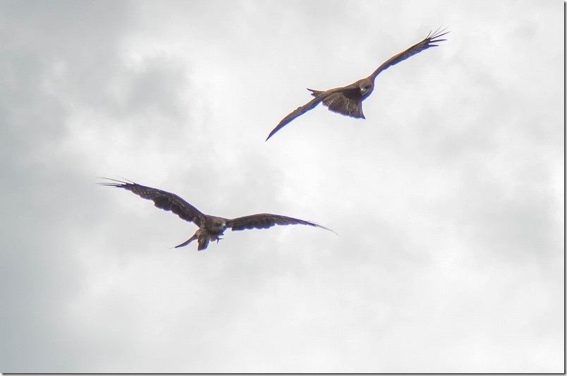 PENTAX K30 と FA 80-320mm 撮影レビュー 動体撮影 飛ぶ鳥