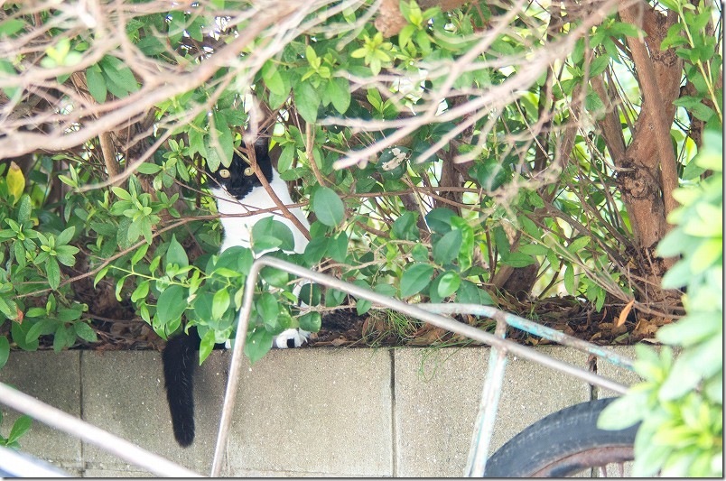 PENTAX K30 と FA 80-320mm 撮影レビュー 茂みの猫