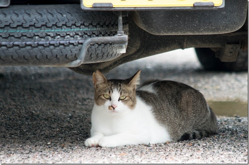 PENTAX K30 と FA 80-320mm 撮影レビュー 港の猫
